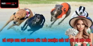 Cá cược đua chó