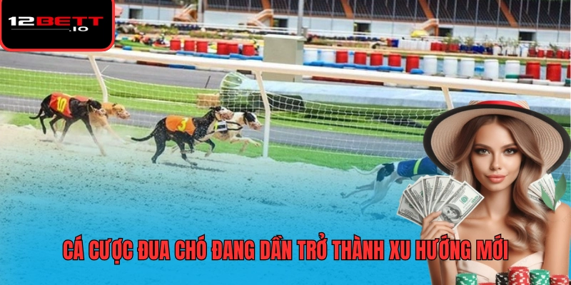 Cá Cược Đua Chó Mang Đến Trải Nghiệm Giải Trí Tốc Độ Hấp Dẫn 5 Cá cược đua chó đang dần trở thành xu hướng mới