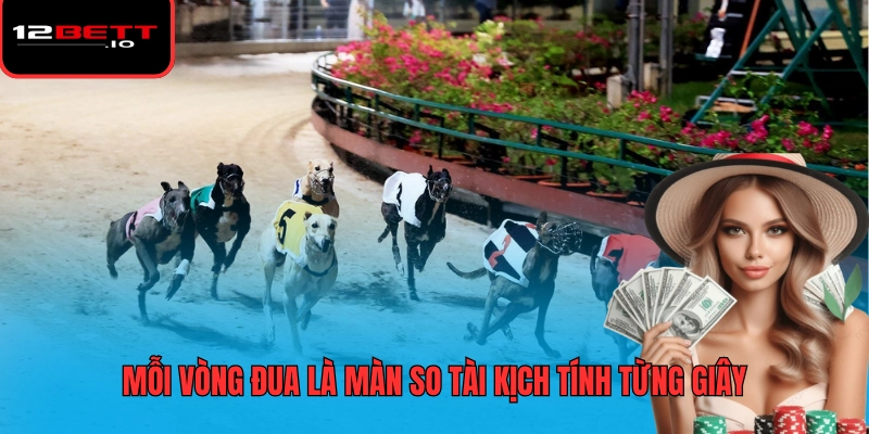 Cá Cược Đua Chó Mang Đến Trải Nghiệm Giải Trí Tốc Độ Hấp Dẫn 6 Mỗi vòng đua là màn so tài kịch tính từng giây