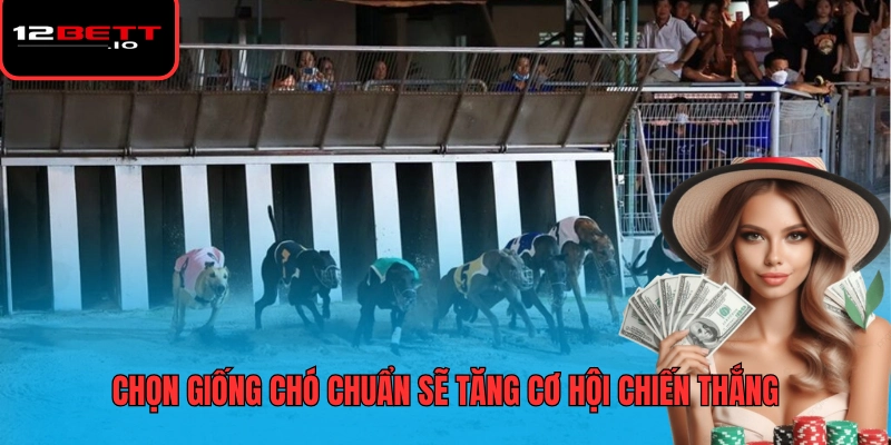 Cá Cược Đua Chó Mang Đến Trải Nghiệm Giải Trí Tốc Độ Hấp Dẫn 7 Chọn giống chó chuẩn sẽ tăng cơ hội chiến thắng