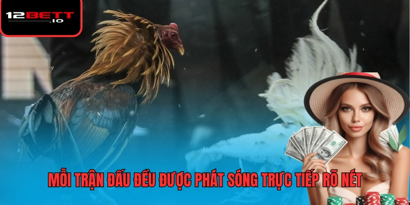 Đá Gà 12BET 2 Mỗi trận đấu đều được phát sóng trực tiếp rõ nét